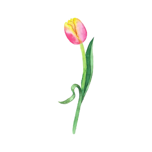 Tulip Yellow Pink Right  : Sticker                                                      