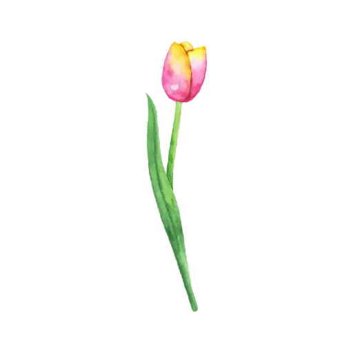 Tulip Yellow Pink Left : Sticker                                                       