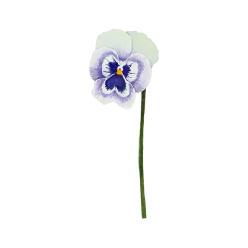 Pansy Blue White : Sticker                                                                