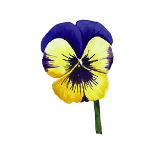 Pansy Yellow  Navy : Sticker                                                                 