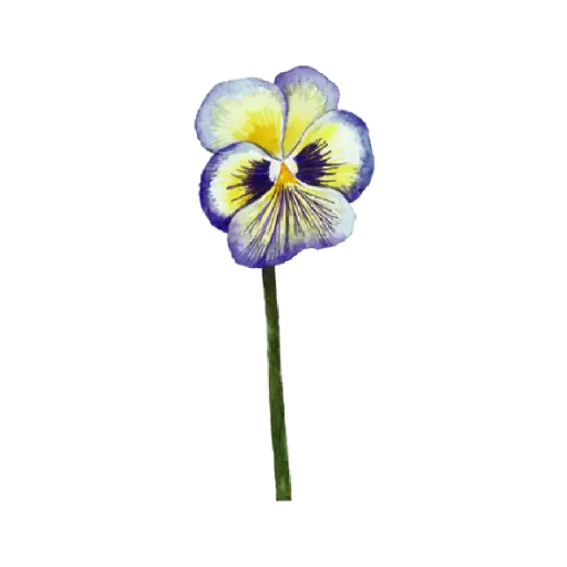 Pansy Yellow White Blue : Sticker                                                                  