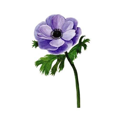  Anemone Purple : Sticker   
