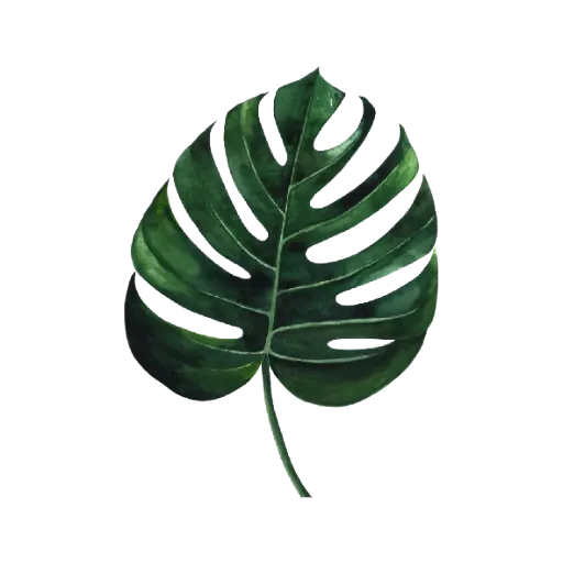 Monstera  Green: Sticker                         
