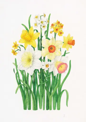 Daffodils : Art Print
