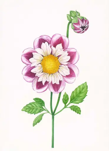 Dahlia : Art Print