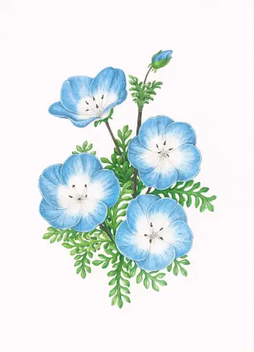 Nemophila : Art Print