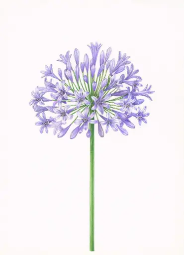 Agapanthus : Art Print