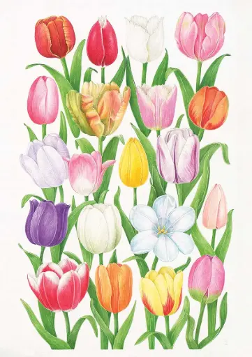 Tulip : Art Print