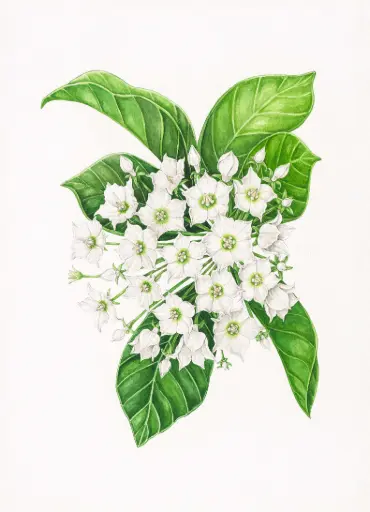 Vallaris glabra : Art Print