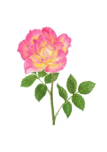 Rose : Art Print