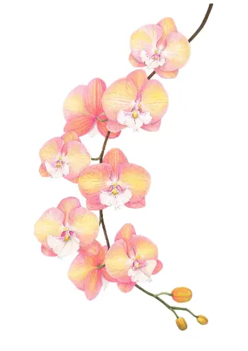 Phalaenopsis Orchid - Yuki Fun : Art Print
