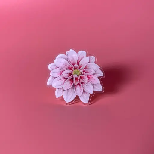 Dahlia : Flower Griptok